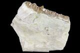 Oreodont (Merycoidodon) Jaw Section - South Dakota #128110-1